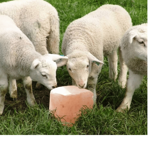 Animal Lick Salt